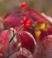 IMG_1013 red berries